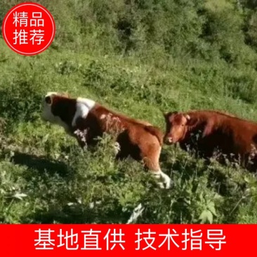 【牛犊】肉牛全程跟踪发货产地价品质保证6.30前