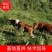 【牛犊】肉牛全程跟踪发货产地价品质保证6.30前