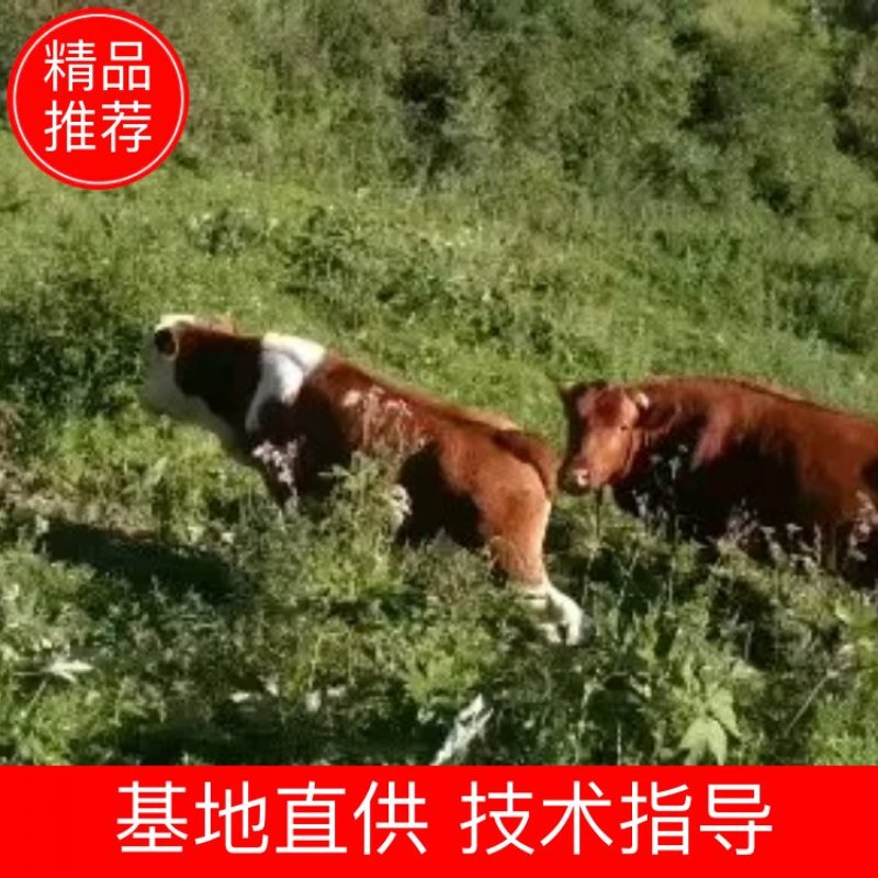 【牛犊】肉牛全程跟踪发货产地价品质保证6.30前