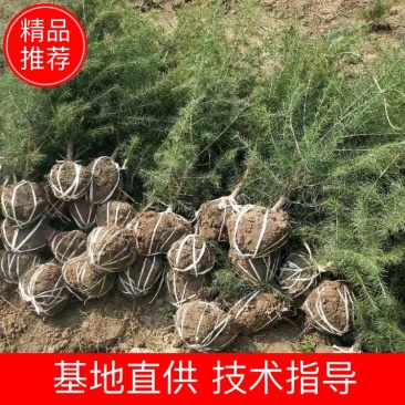 雪松雪松苗雪松树苗,一手货源,产地直供