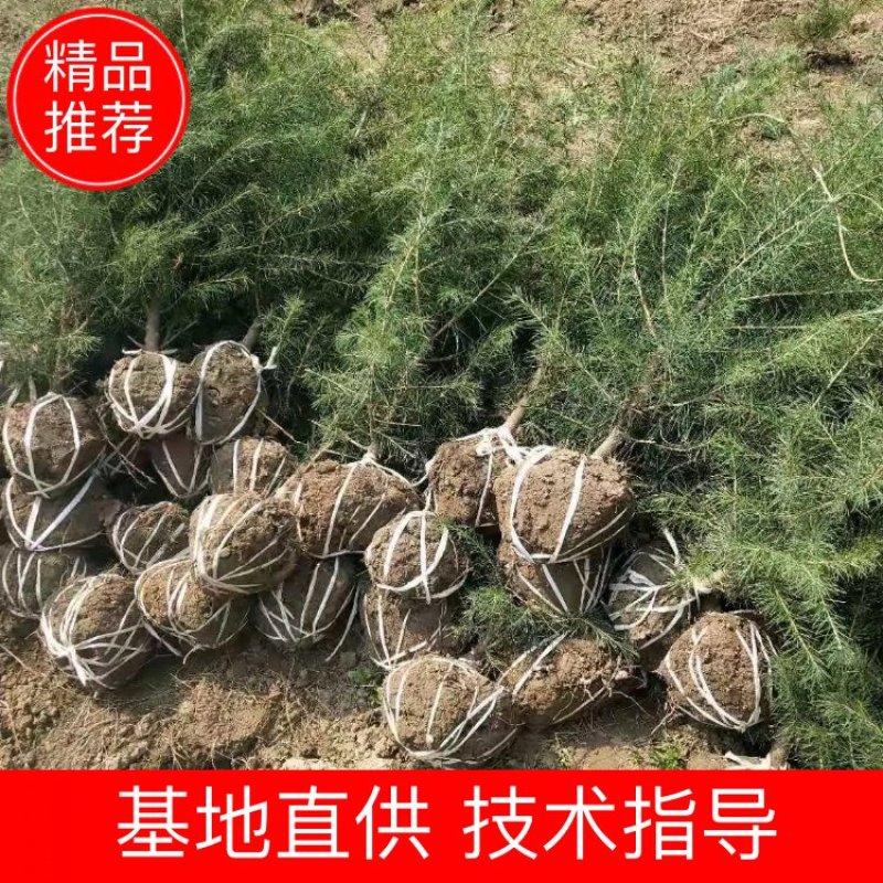 雪松雪松苗雪松树苗，一手货源，产地直供