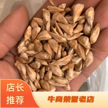 雪松国产雪松种子当年雪松种子出芽率高