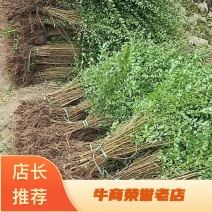 小叶女贞树苗绿化工程行道苗四季常青球形水腊苗种子盆景盆栽