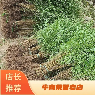 小叶女贞树苗绿化工程行道苗四季常青球形水腊苗种子盆景盆栽
