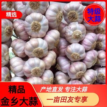 【热卖】金乡大蒜大量供应中，可加工大蒜，质优价廉包质量