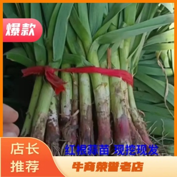 【精品】红根蒜苗，蒜苗，量大从优可视频看货