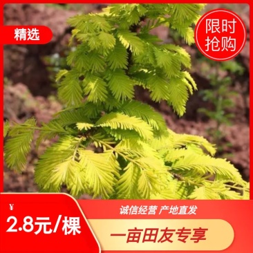 金叶水杉【基地直供】金叶水杉，黄金杉，现货直发欢迎咨询
