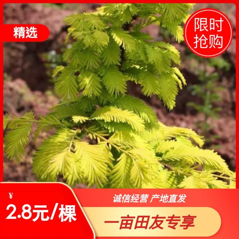 金叶水杉【基地直供】金叶水杉，黄金杉，现货直发欢迎咨询