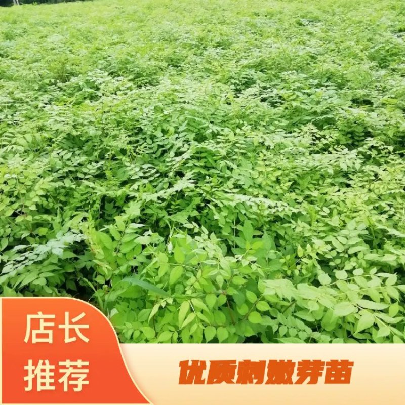 辽宁本溪苗木基地直发刺嫩芽苗，刺老芽苗，乌龙头苗