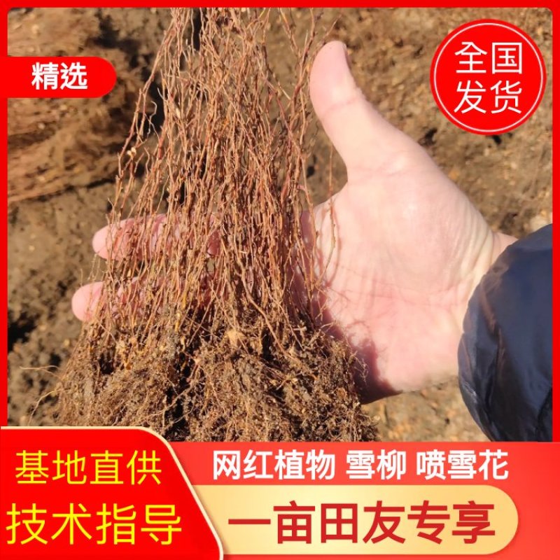 【网红植物】雪柳喷雪花珍珠绣线菊苗全国包邮死苗包赔