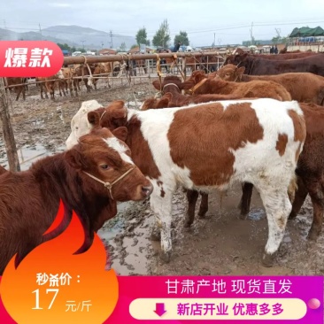 西门塔尔牛【正宗西门塔尔牛】长期出售公牛肉牛活牛