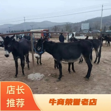 【精】甘肃毛驴量大从优货源很充足品质好提供技术