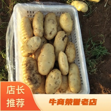 土豆山东土豆新土豆大量供应货源充足