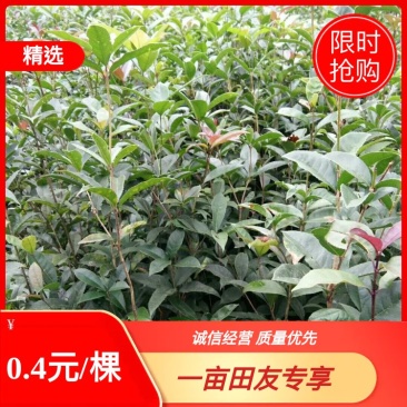 【桂花苗】桂花树苗，优质种苗，绿化家园，现挖发货，