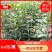 【桂花苗】桂花树苗，优质种苗，绿化家园，现挖发货，
