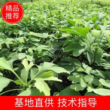 银杏苗【基地直发】银杏苗，银杏树苗，价格优惠！！