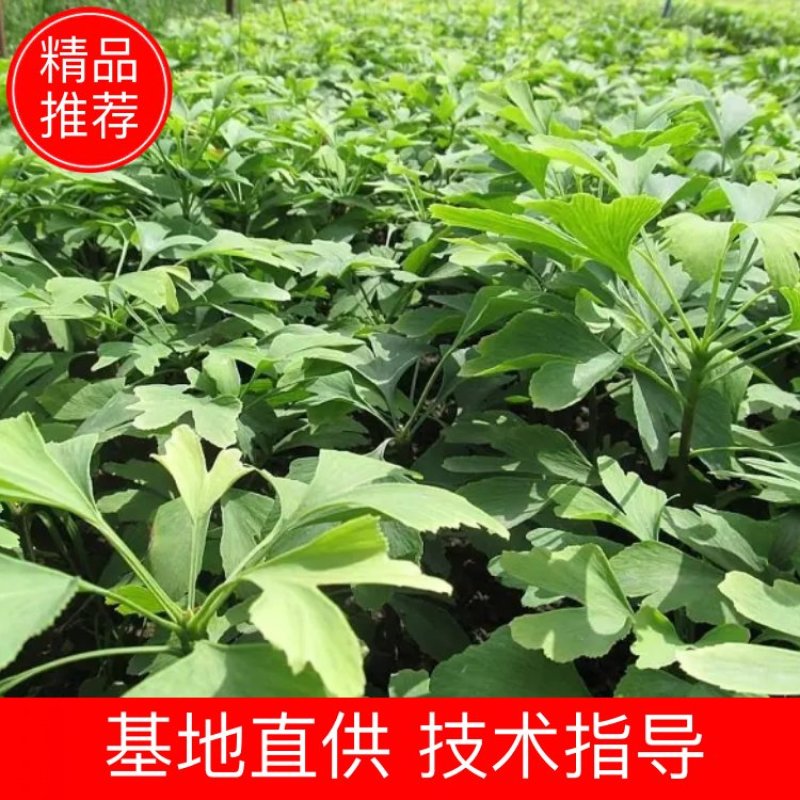 银杏苗【基地直发】银杏苗，银杏树苗，价格优惠！！