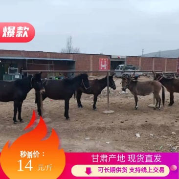 【甘肃马驹】肉马现货供应价格优惠欢迎咨询有优惠