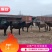 【甘肃马驹】肉马现货供应价格优惠欢迎咨询有优惠