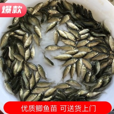 优选大种鲫鱼苗白金鲫鱼苗中科五号抗病力强生长快
