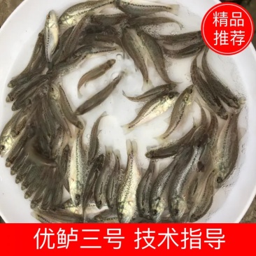 优选加洲鲈鱼苗驯化鲈鱼苗优鲈三号技术指导全国配送