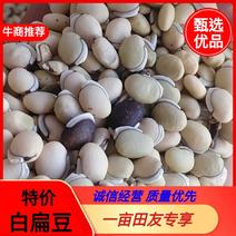 【推荐]白扁豆，俗称拉巴豆，茶豆，一手货源，物美价廉。