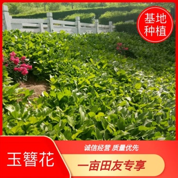玉簪花，紫花玉簪，花叶玉簪，金边小叶球银边玉簪，基地种植