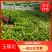 玉簪花，紫花玉簪，花叶玉簪，金边小叶球银边玉簪，基地种植