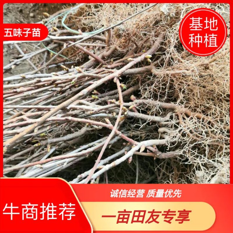 五味子苗，辽五味子苗大梨树五味子基地北五味子苗，大量上市