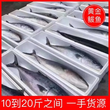 黄金鲅，10到20斤之间，一手货源，不包邮