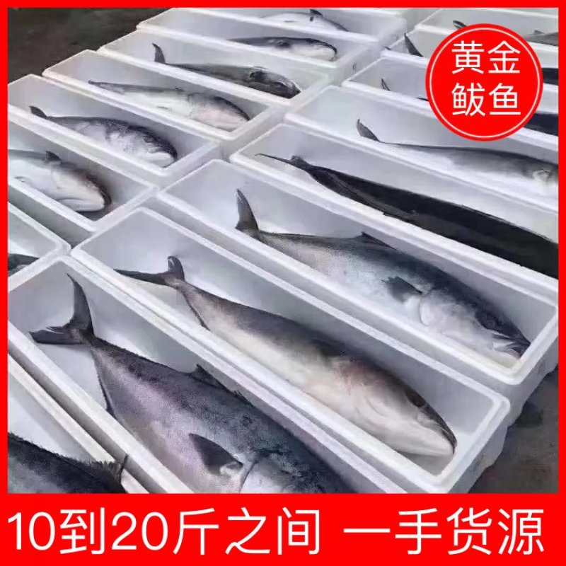 黄金鲅，10到20斤之间，一手货源，不包邮