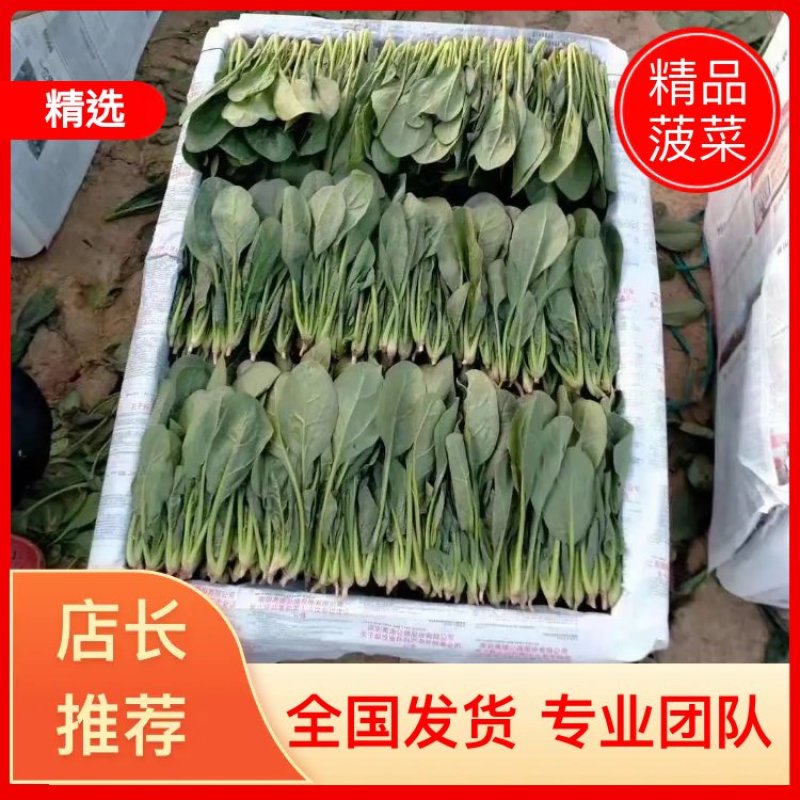 优质小圆叶菠菜，万亩基地直供，质优价廉，做工精细，
