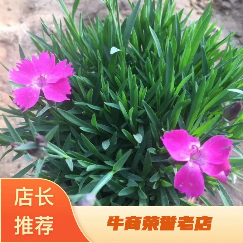 欧石竹山东欧石竹耐寒草常年有货，保质保量证规格齐全