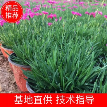 欧石竹山东欧石竹耐寒草常年有货，保质保量证规格齐全