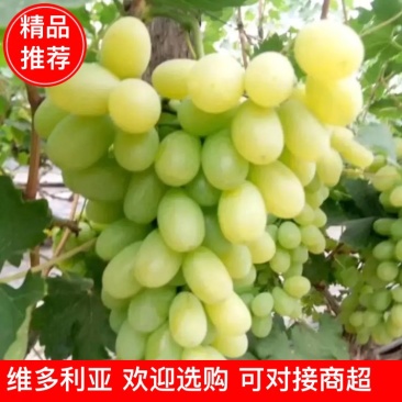 饶阳维多利亚（青提）-产地直供，欢迎前选购。对接各大商超