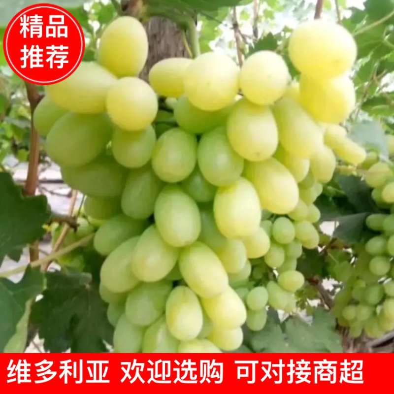 饶阳维多利亚（青提）-产地直供，欢迎前选购。对接各大商超