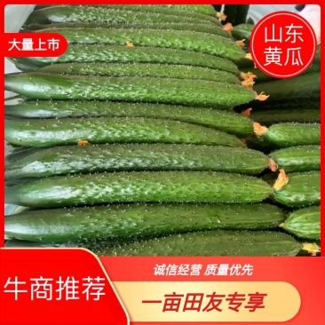 【现摘新鲜货】密刺黄瓜，产地直供，日供几十万斤，代发全国