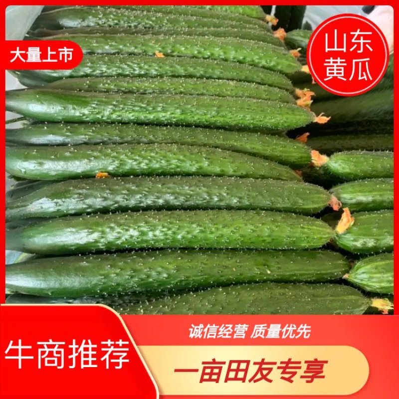 【现摘新鲜货】密刺黄瓜，产地直供，日供几十万斤，代发全国
