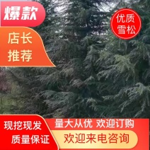 优质雪松，一级二级苗木，4到9米全国发货协助找车