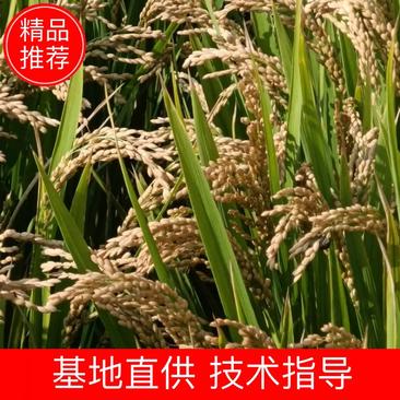 稻谷、优质圆粒晚粳稻谷大量供应保质保量