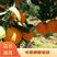 【自家果园】长虹脐橙专业种植品质保障价格合理