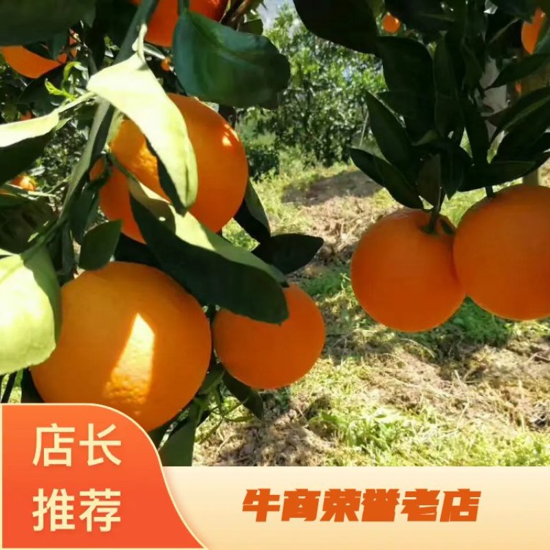 【自家果园】长虹脐橙专业种植品质保障价格合理