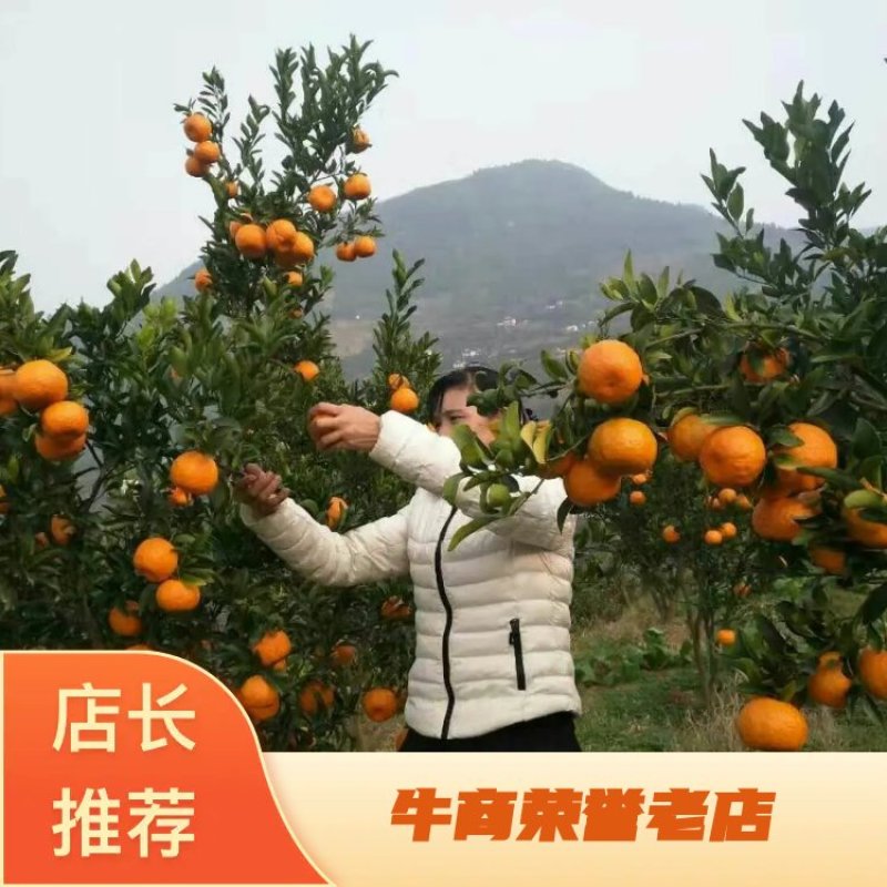【火爆上市】优质椪柑量大质优果园下树直发品质保障