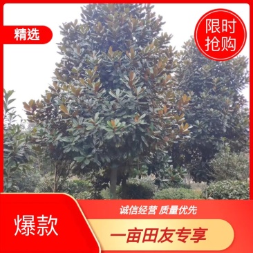 广玉兰绿化苗木，1到20公分，规格齐全。