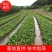 推荐优质苍术种苗北苍术苗子提供现代种植技术欢迎购买