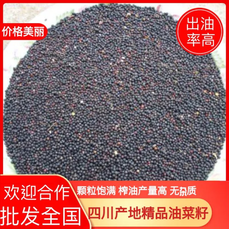 【精选】四川油菜籽，出油量高，颗粒饱满，无杂质，量大从优