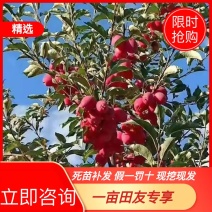 【假一罚十】苹果苗吉林苹果苗自家苗甫包存活包技术