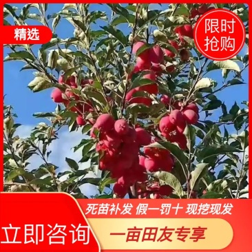 【假一罚十】苹果苗吉林苹果苗自家苗甫包存活包技术