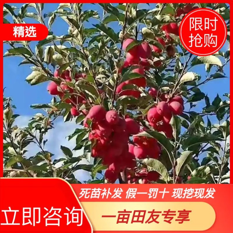 【假一罚十】苹果苗吉林苹果苗自家苗甫包存活包技术