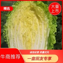 精品黄心大白菜大量供应，现砍现卖，无烧心，无起苔保质保量